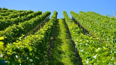 Pourquoi investir dans un groupement foncier viticole ?