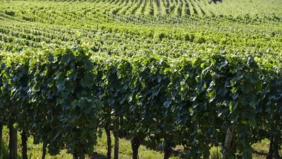 Investir dans des vignes, un placement intéressant