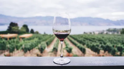 Groupement forestier viticole : 6 étapes pour réussir son investissement dans le vignoble français