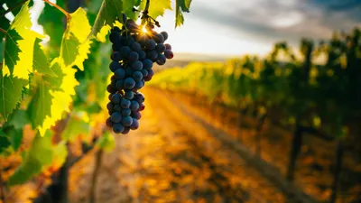 Vignes : investir en direct ou via des parts de GFV Groupement Foncier Viticole ?