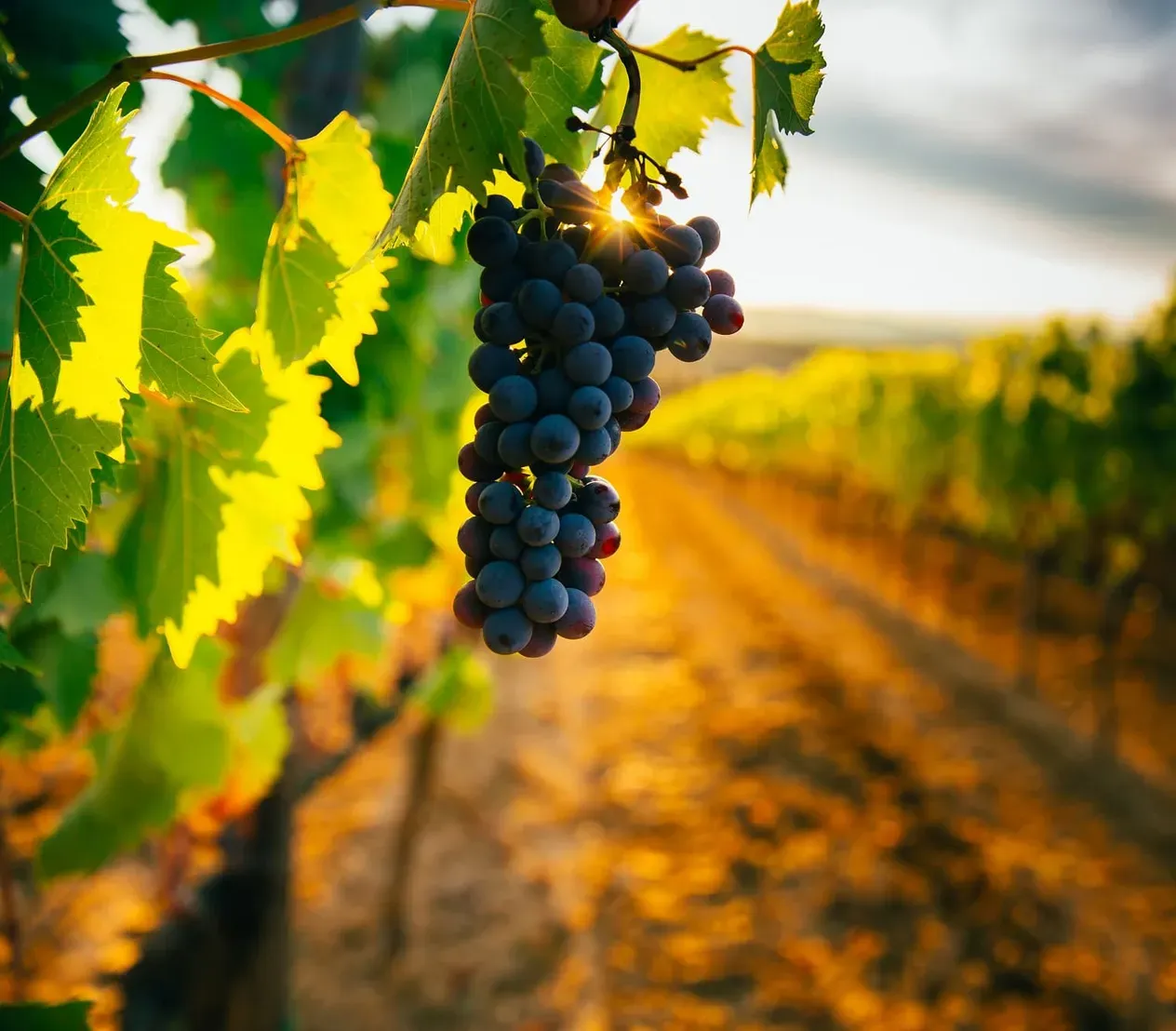 Grappe de raisin noir au soleil couchant, rangs de vigne en arrière-plan
