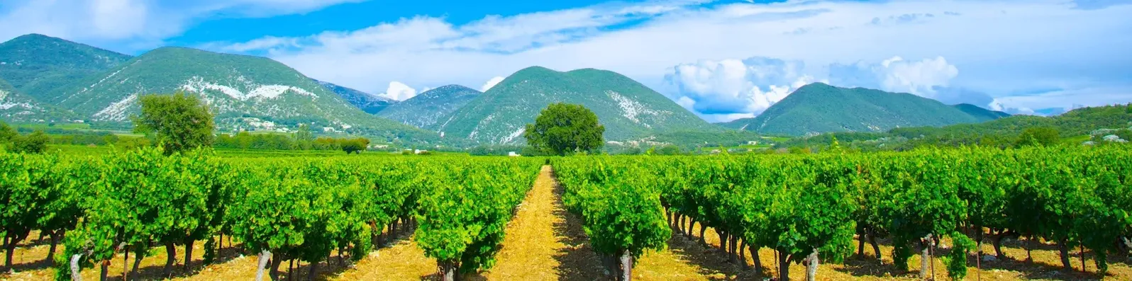 Rangs de vigne au pied de montagnes