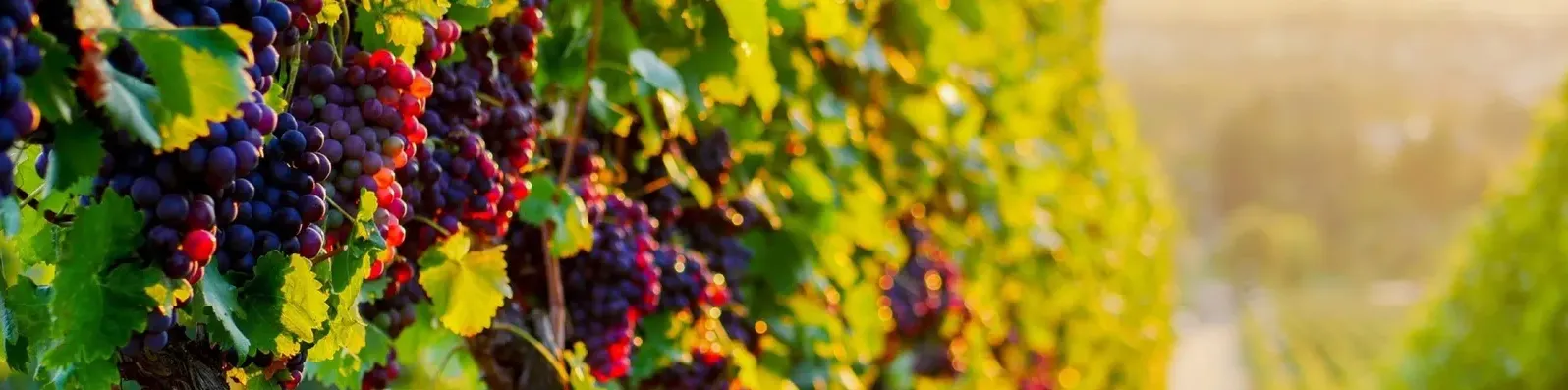 Grappes de raisin noir sur la vigne au soleil couchant