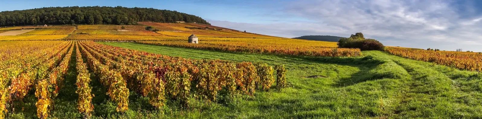 Vignoble aux couleurs d’automne et cabane de vigne en pierre