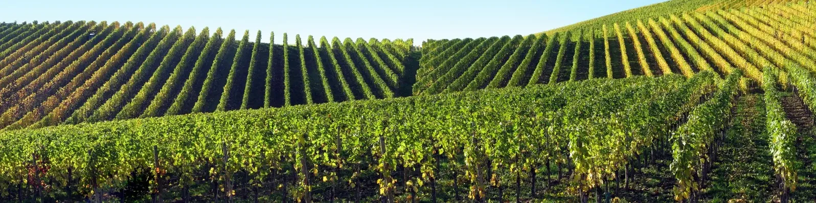 Rangs de vignes sur un coteau en automne