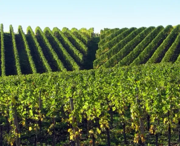 Rangs de vigne sur un coteau en automne