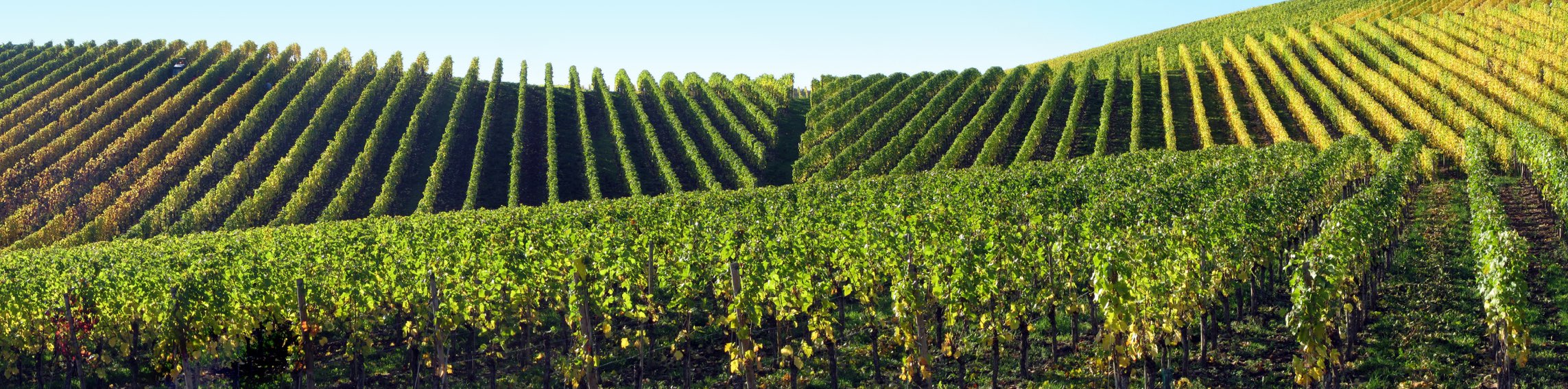 Vignes_appellations_vin