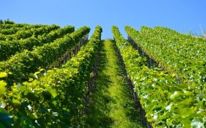 investir_dans_un_groupement_foncier_viticole