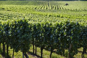 Investir dans les vignes, un placement intéressant