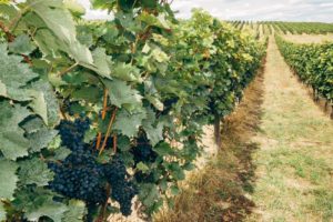 groupements-fonciers-viticoles-tout-comprendre-dans-le-guide-2022