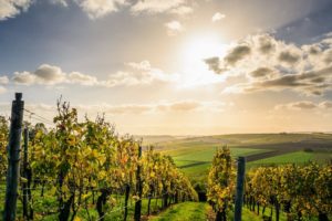 groupement-foncier-viticole-comment-choisir