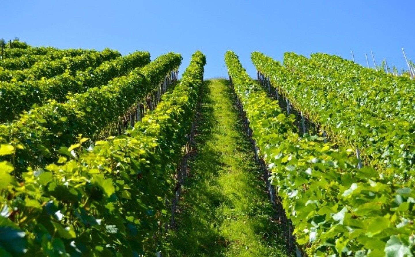 groupement foncier viticole
